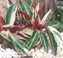 Ctenanthe Oppenheimiana